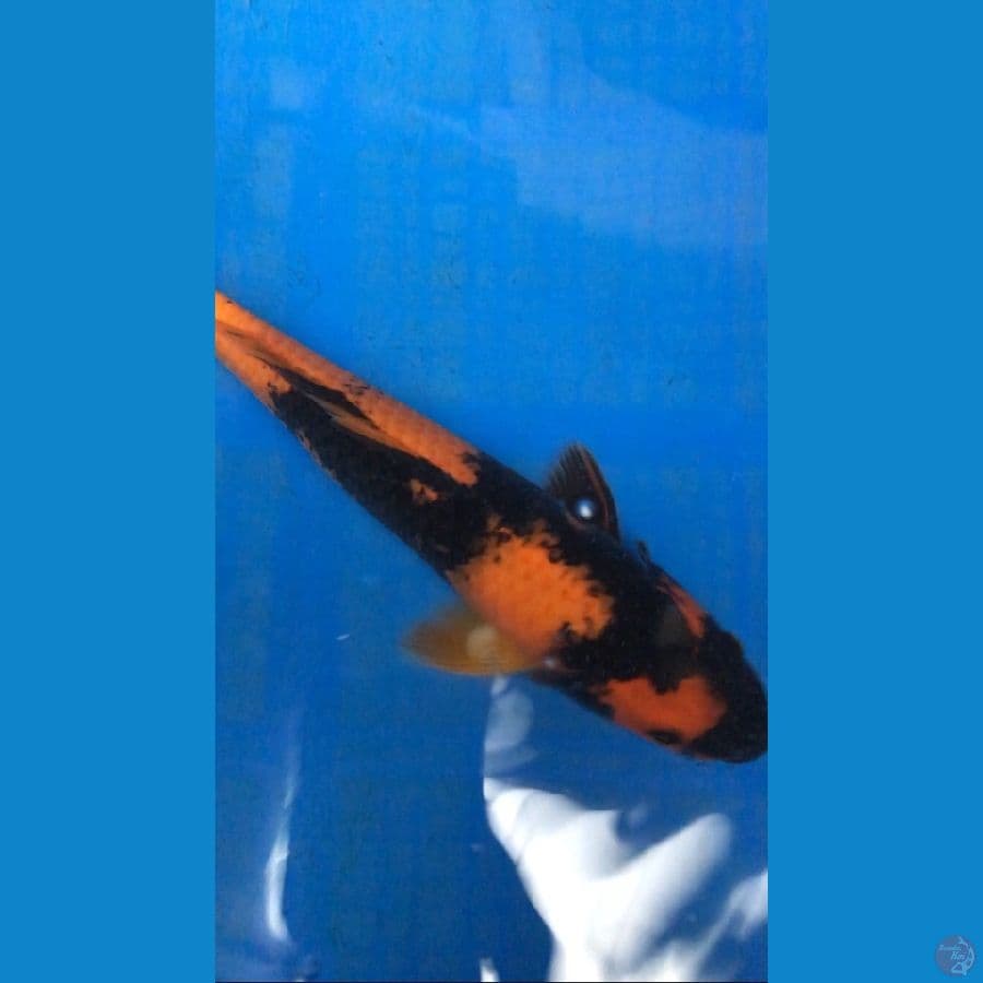 HI UTSURI 28cm