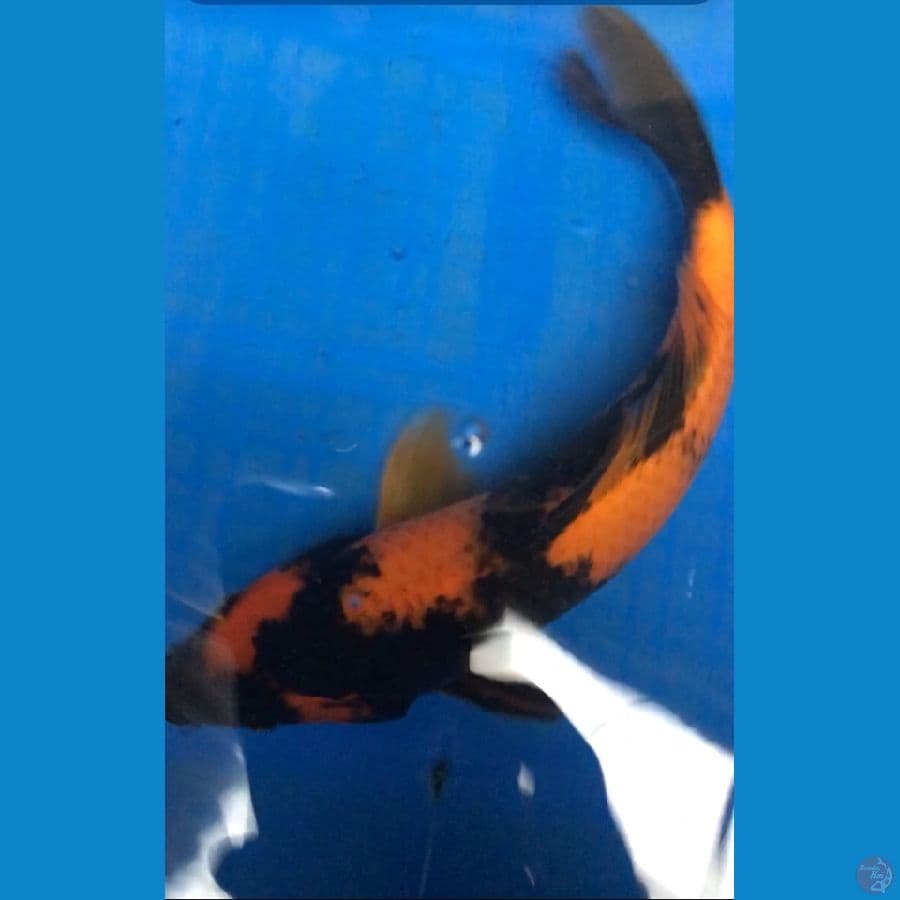 HI UTSURI 28cm