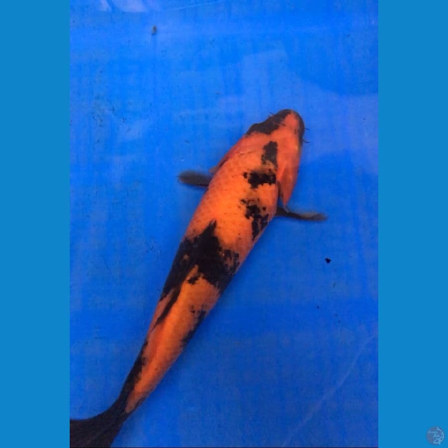 HI UTSURI 28cm
