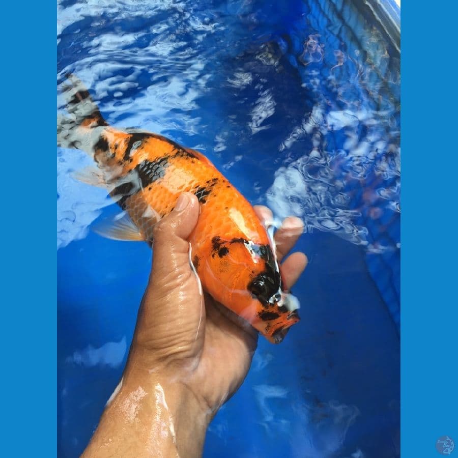 HI UTSURI 28cm