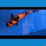 HI UTSURI 28cm