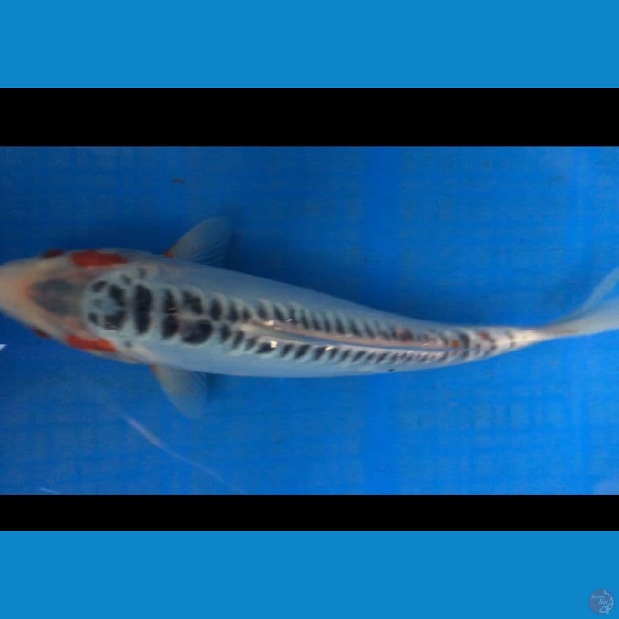 SHUSUI 30cm male