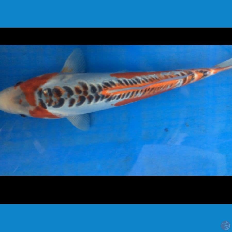 SHUSUI 28cm
