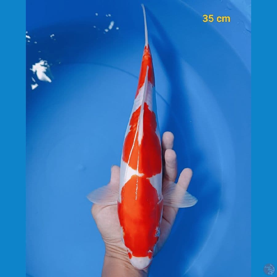 kohaku male 35 cm