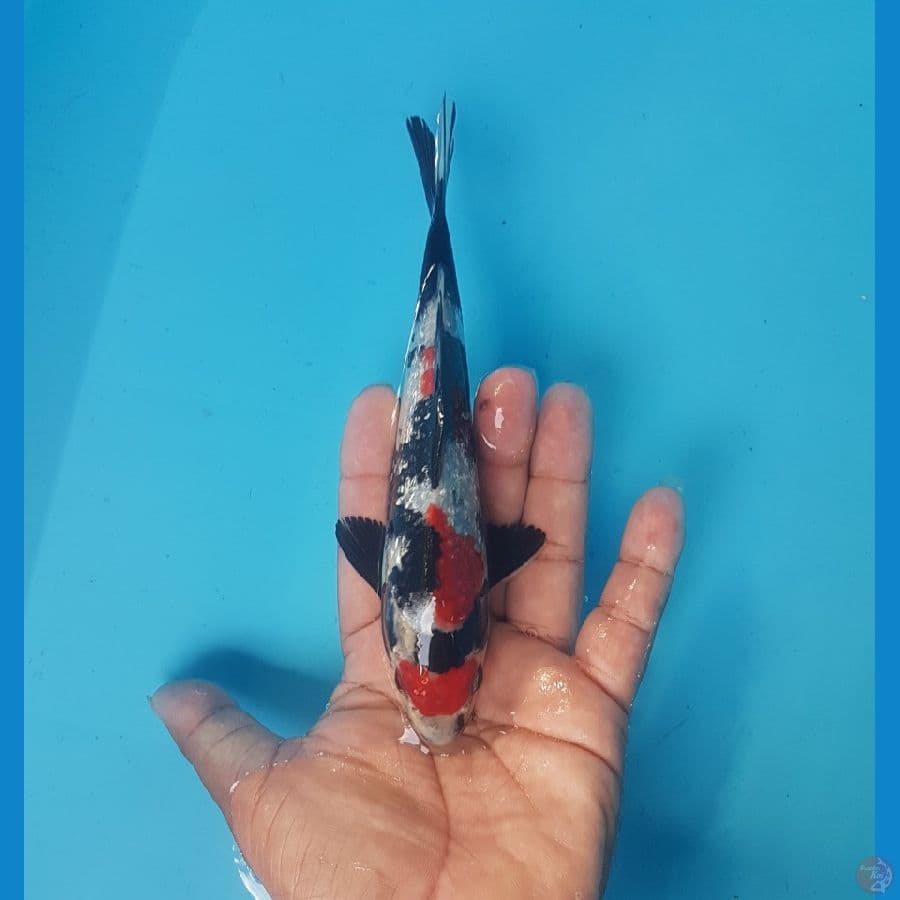 showa ginrin 20cm