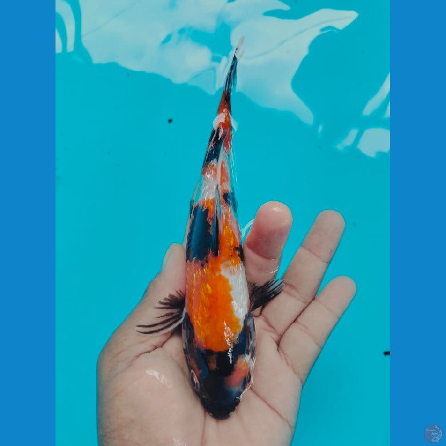 Ooh...Showa Ginrin Bagus 17CM