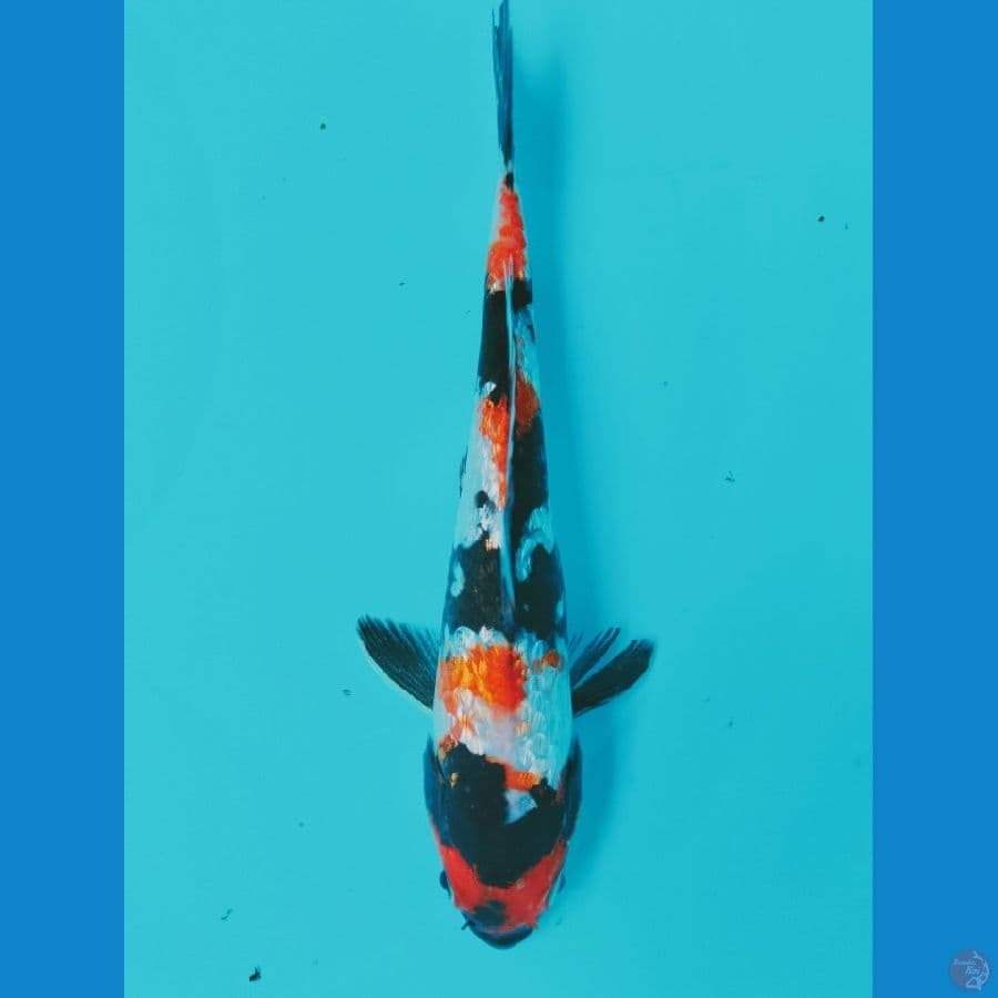 Showa Ginrin 20CM
