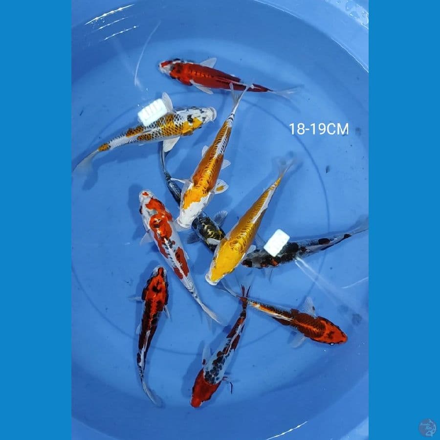mix koi 10 ekor 18-19CM