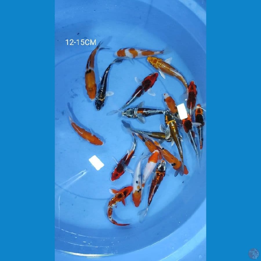 mix koi 20 ekor 12-15CM