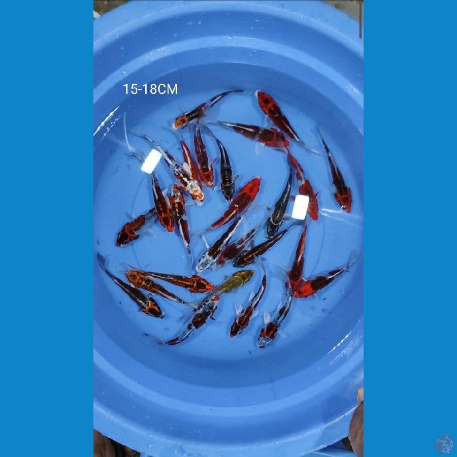 mix koi 25 ekor 15-18CM