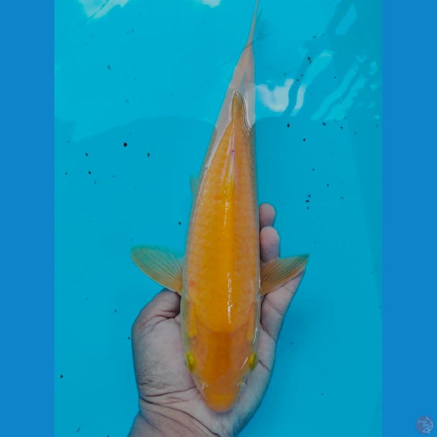 KARASHI ???? 33CM
