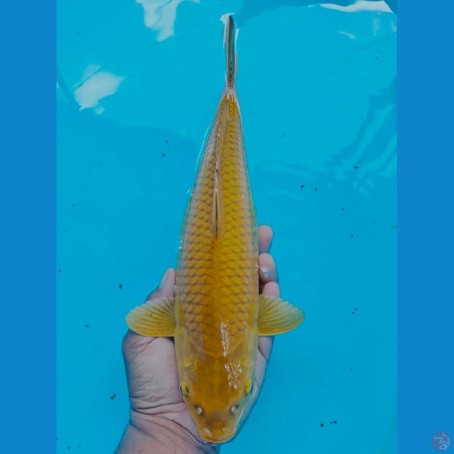 Midori 39CM