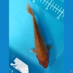 cakaramel 20cm