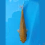 karasi non ginrin 15cm