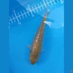 karasi ginrin padat berpunuk dan lebar 16cm