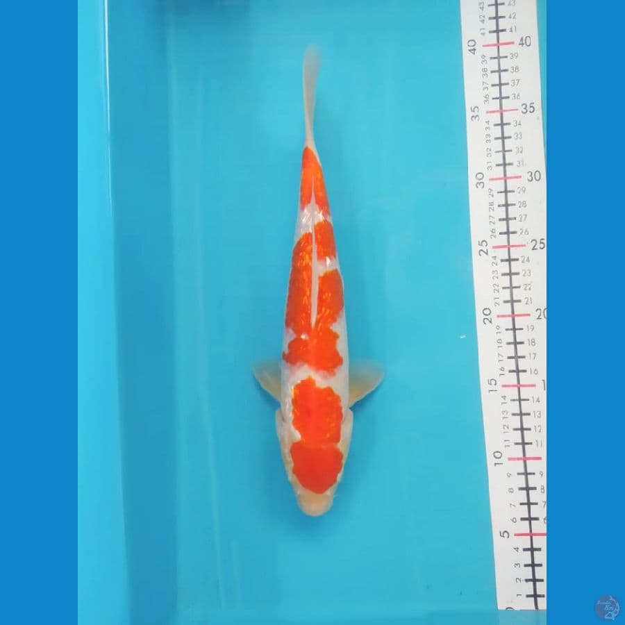 Kohaku size 30 cm