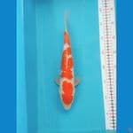 Kohaku size 30 cm