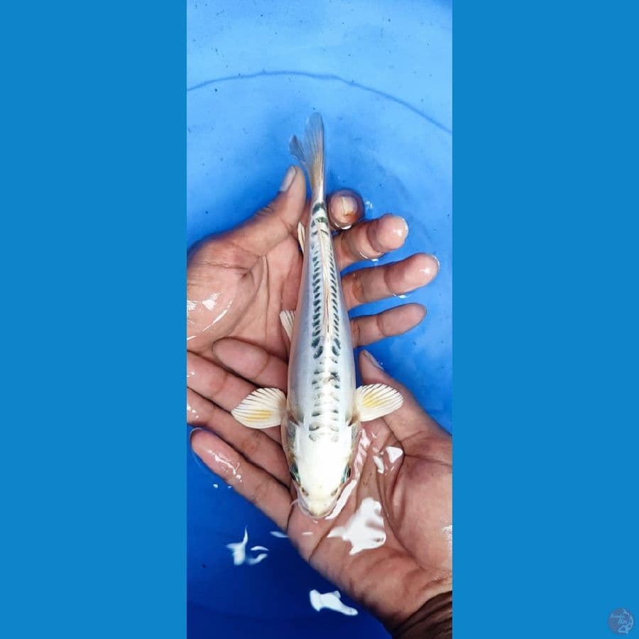 Mizuho 19CM