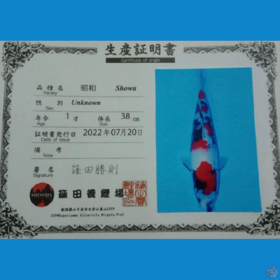 SHOWA SHINODA 38CM MALE