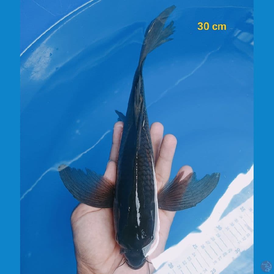 Kumpay karasu 30 cm