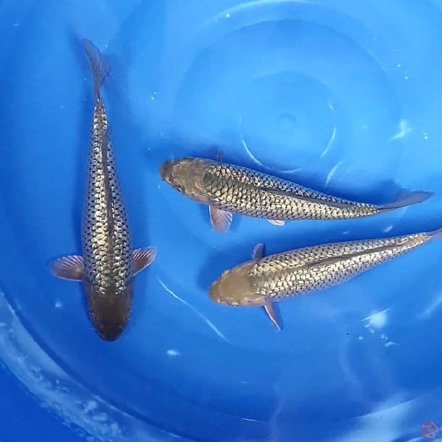 SURAGOI GINDRIN 26-29 CM