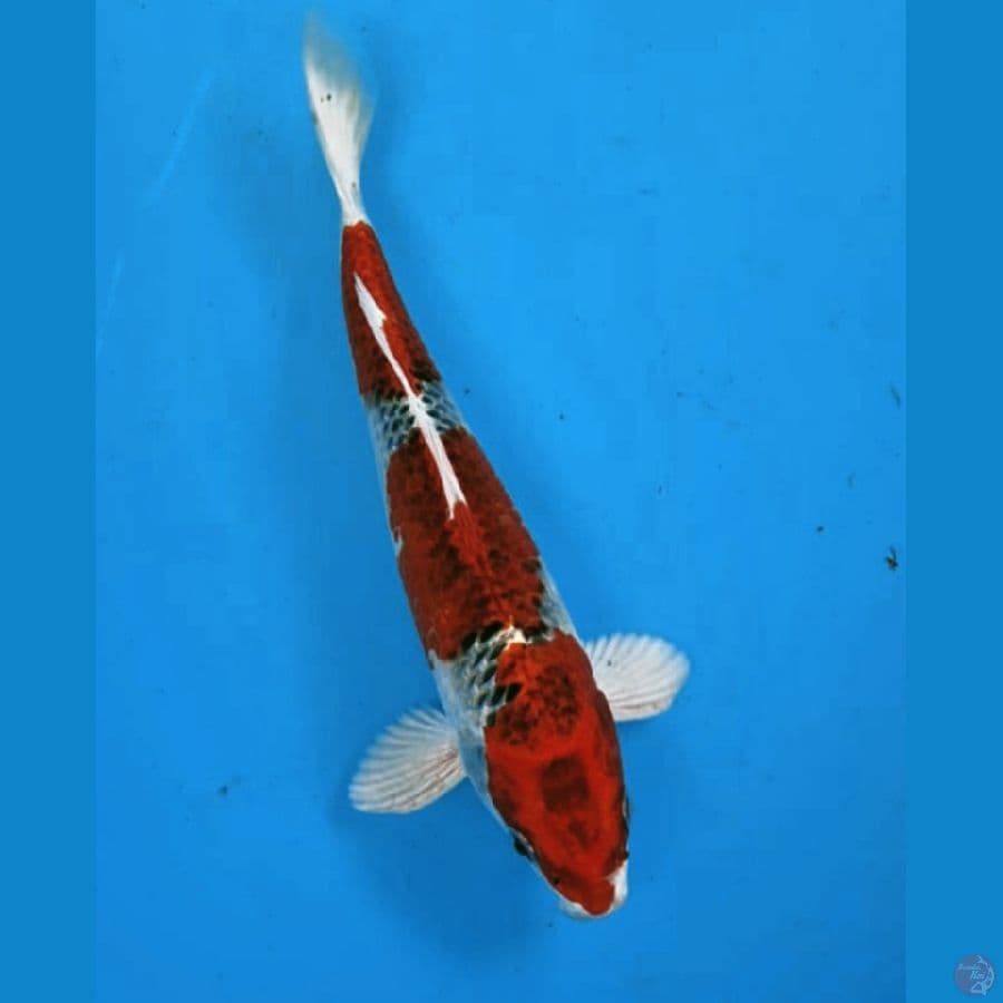 Red Kujaku, Male 24 Cm
