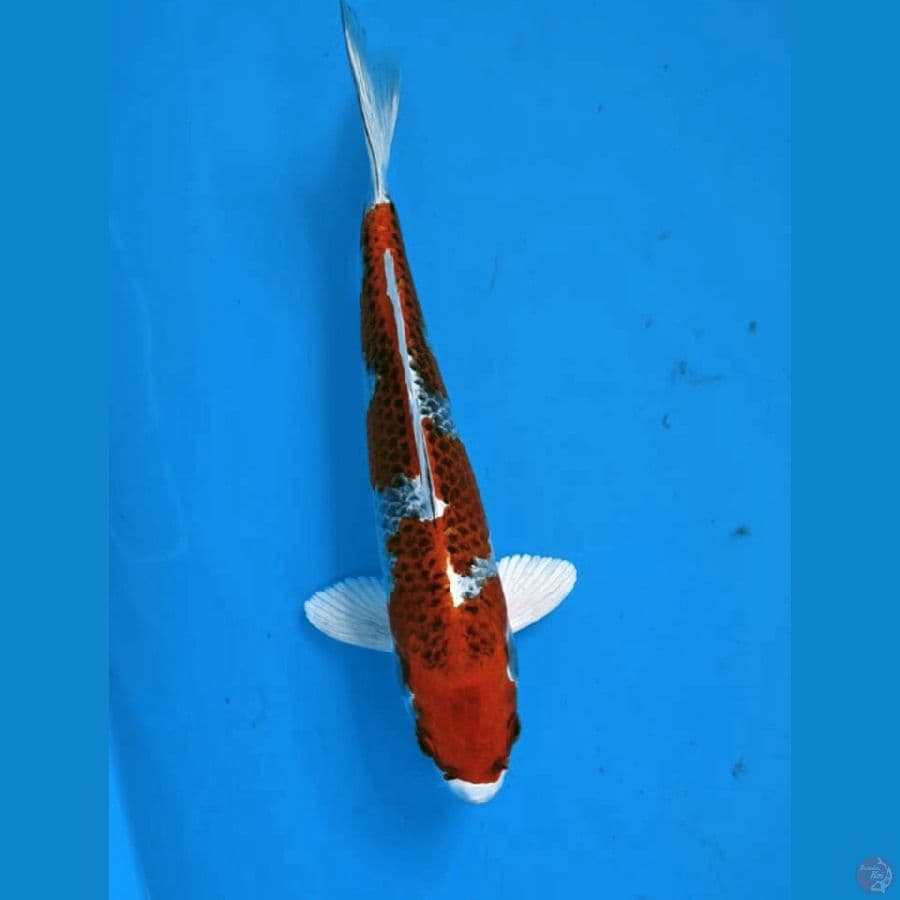 Kujaku Male 25 Cm