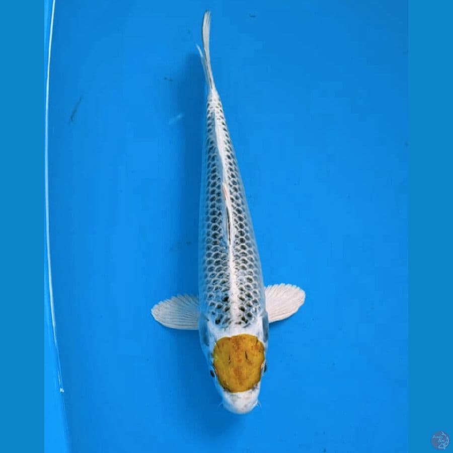 Tancho Kujaku, Male 27 Cm