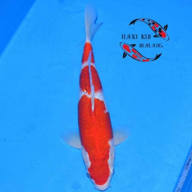 Kohaku 3 Step Red Strong