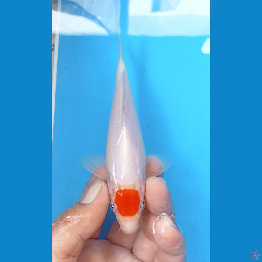 tancho ori 16cm