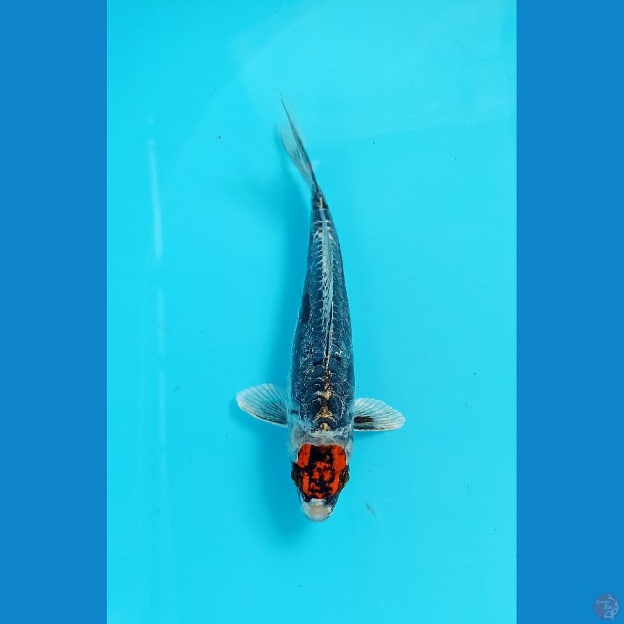 kiko tancho 18cm