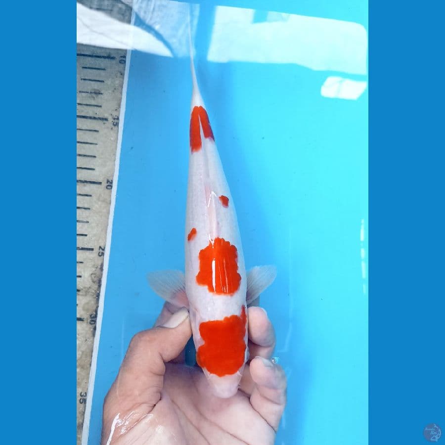 kohaku m 25cm