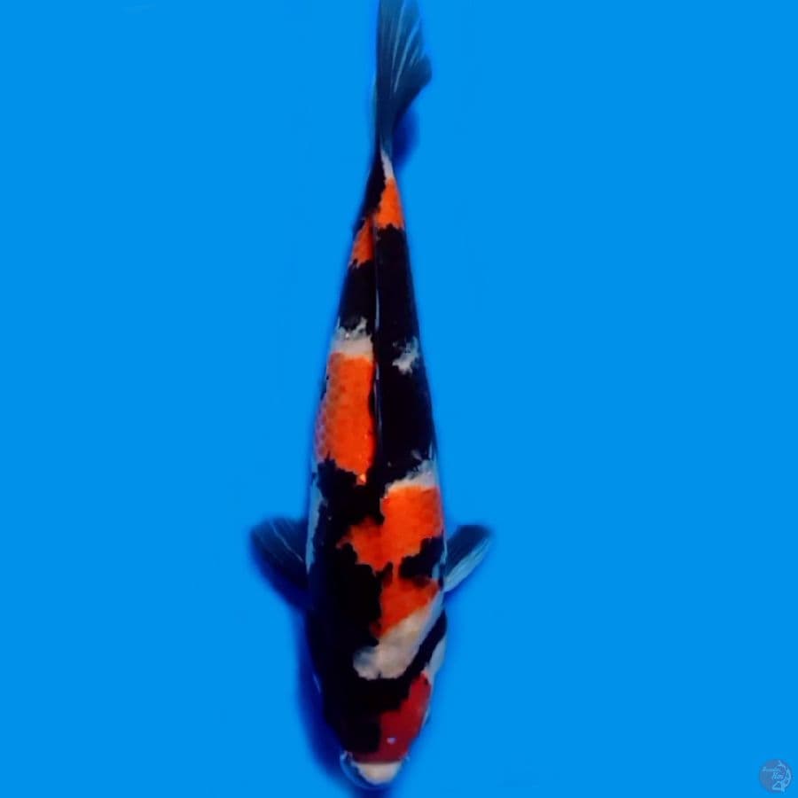 MARU f25