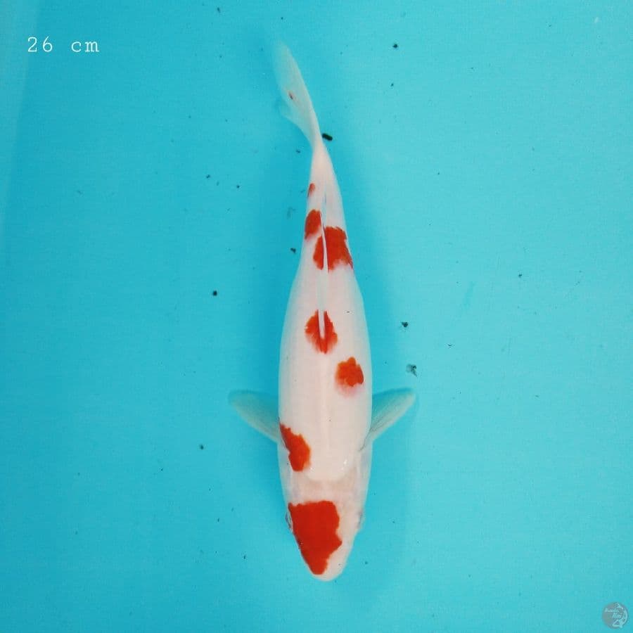 Kohaku sakura 26 cm