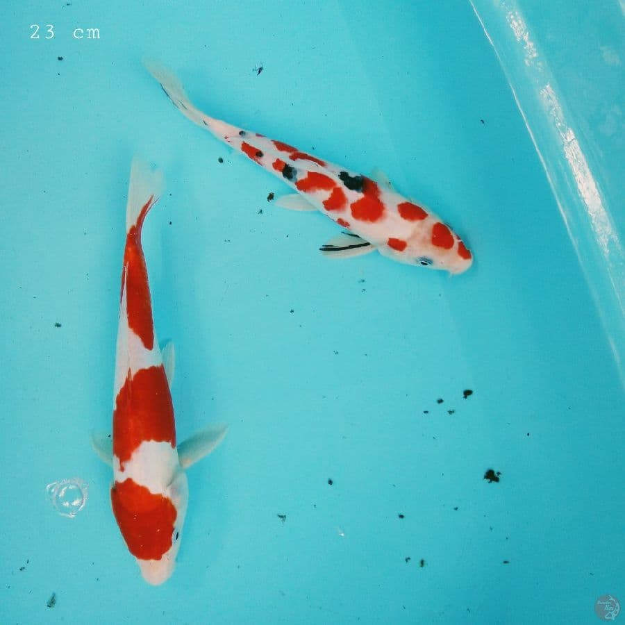 kohaku sanke 23 cm