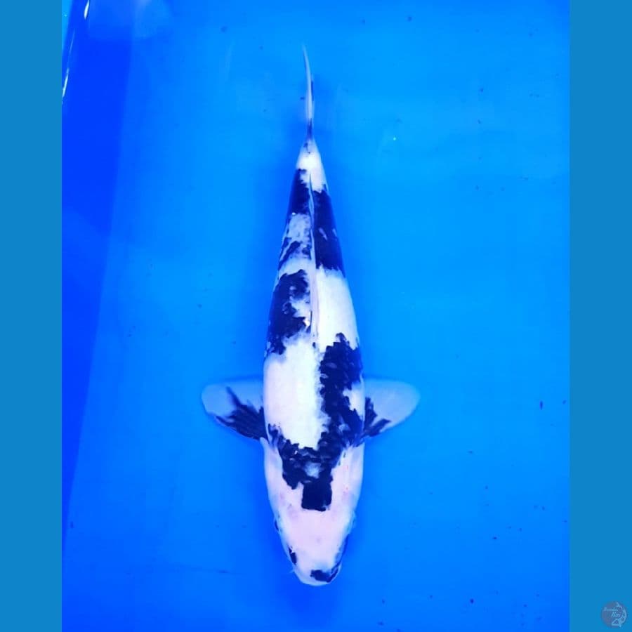 SHIRO UTSURI F32 CM PUTIH BERSIH CALON BOSKU