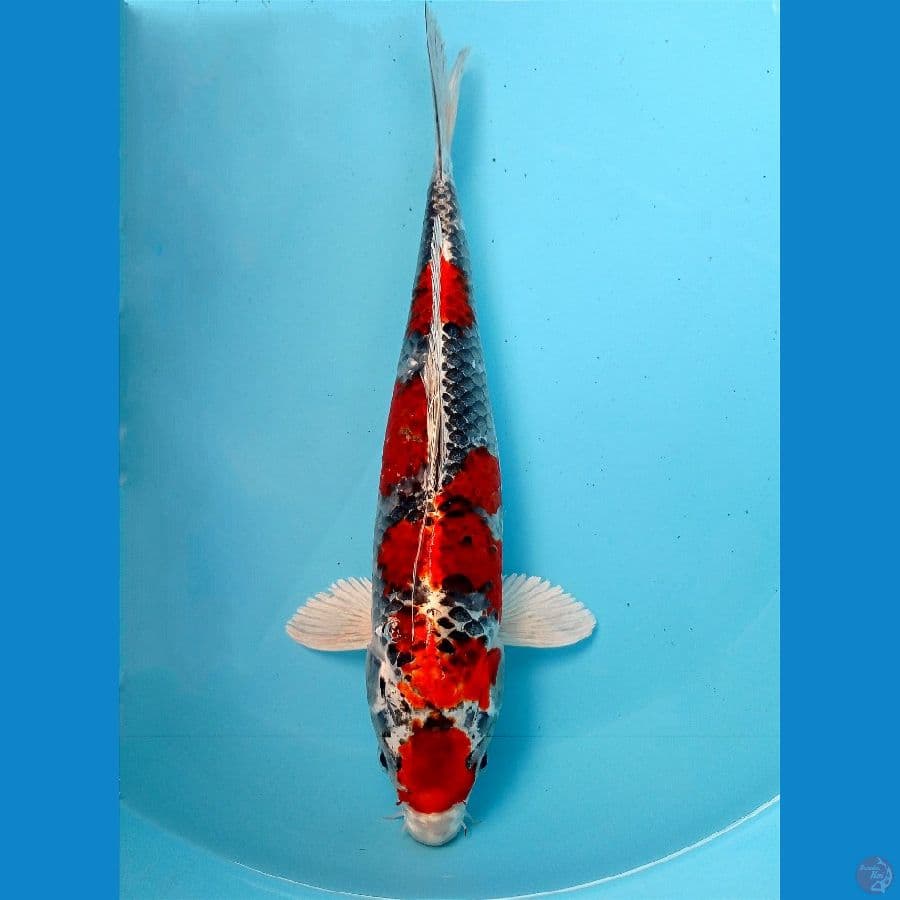  kujaku 31 cm