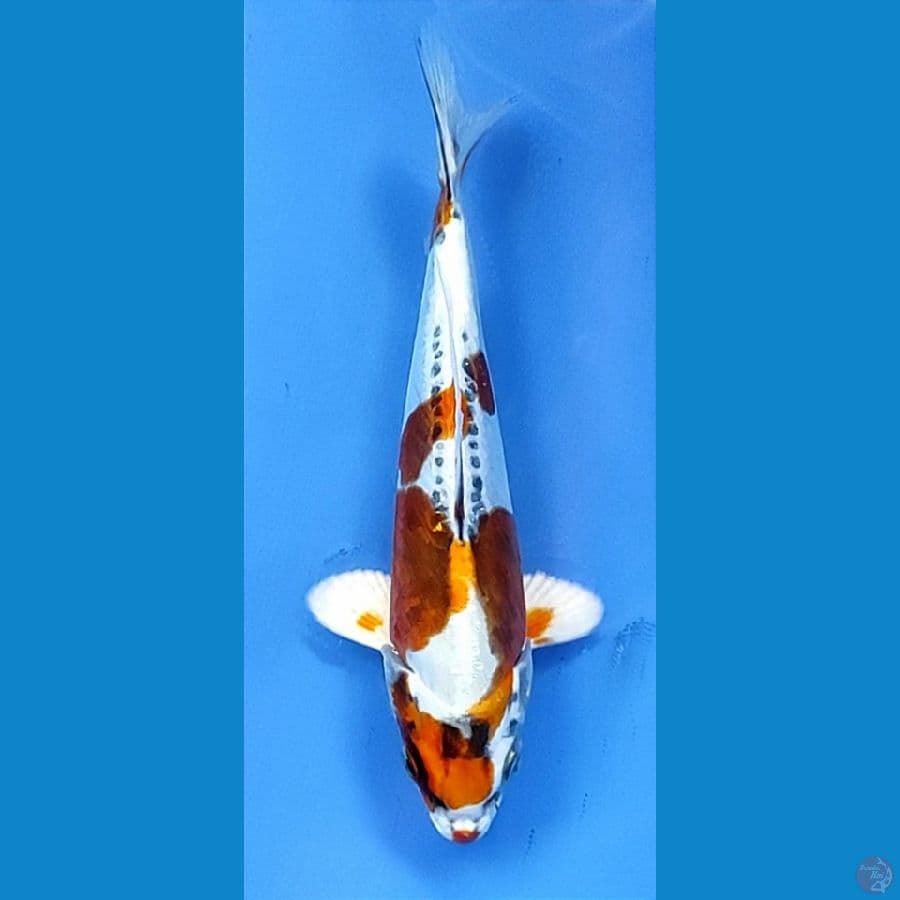 15cm
