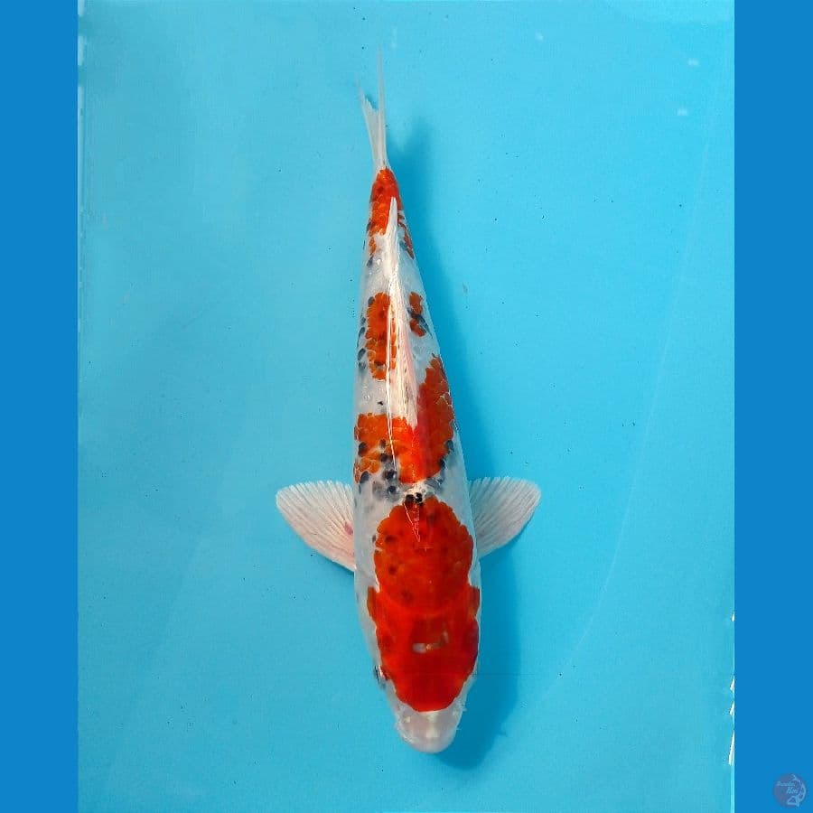 heisei nishiki 28 cm