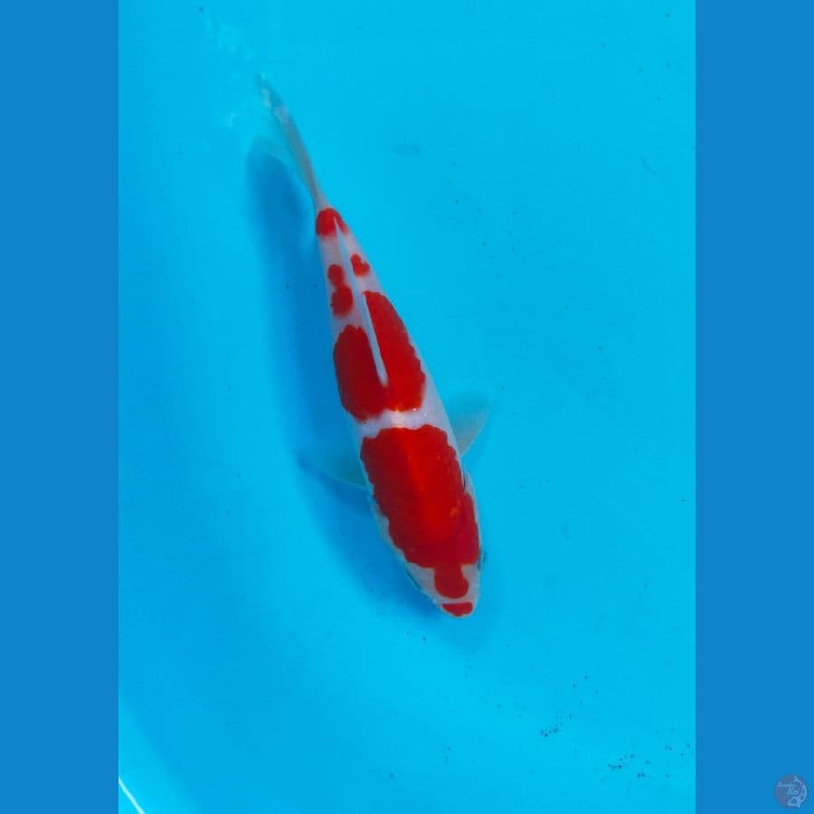 SQ KOHAKU 19CM ORIGINAL