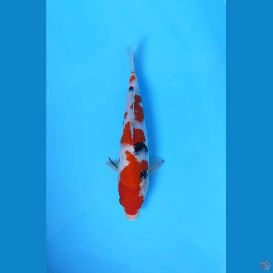 SANKE ORI 30CM MALE
