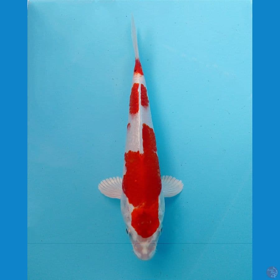 sakura ogon 22 cm