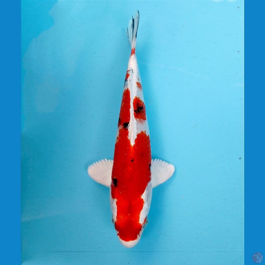 sanke hikari 20cm 