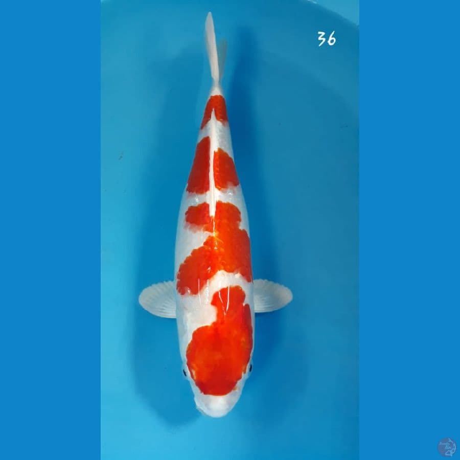 sakura ogon 36cm