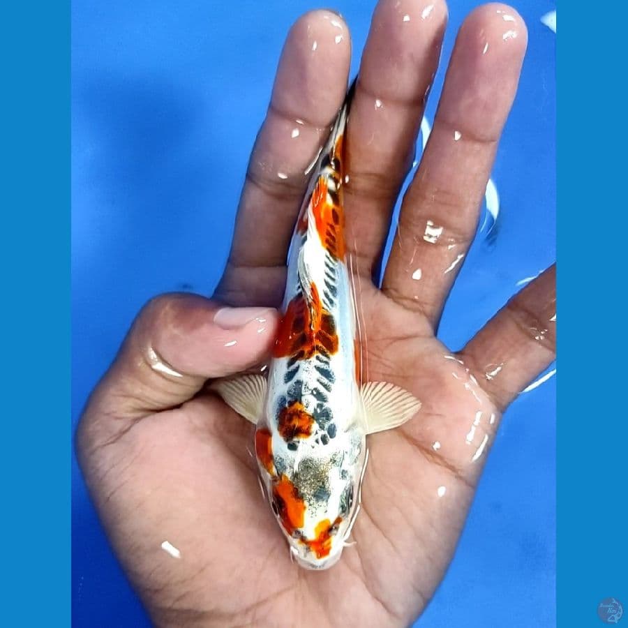 Antik 14cm