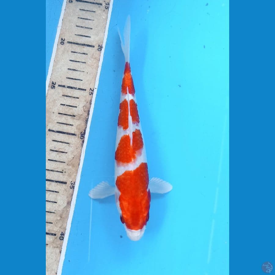 Kohaku Hikari 21cm