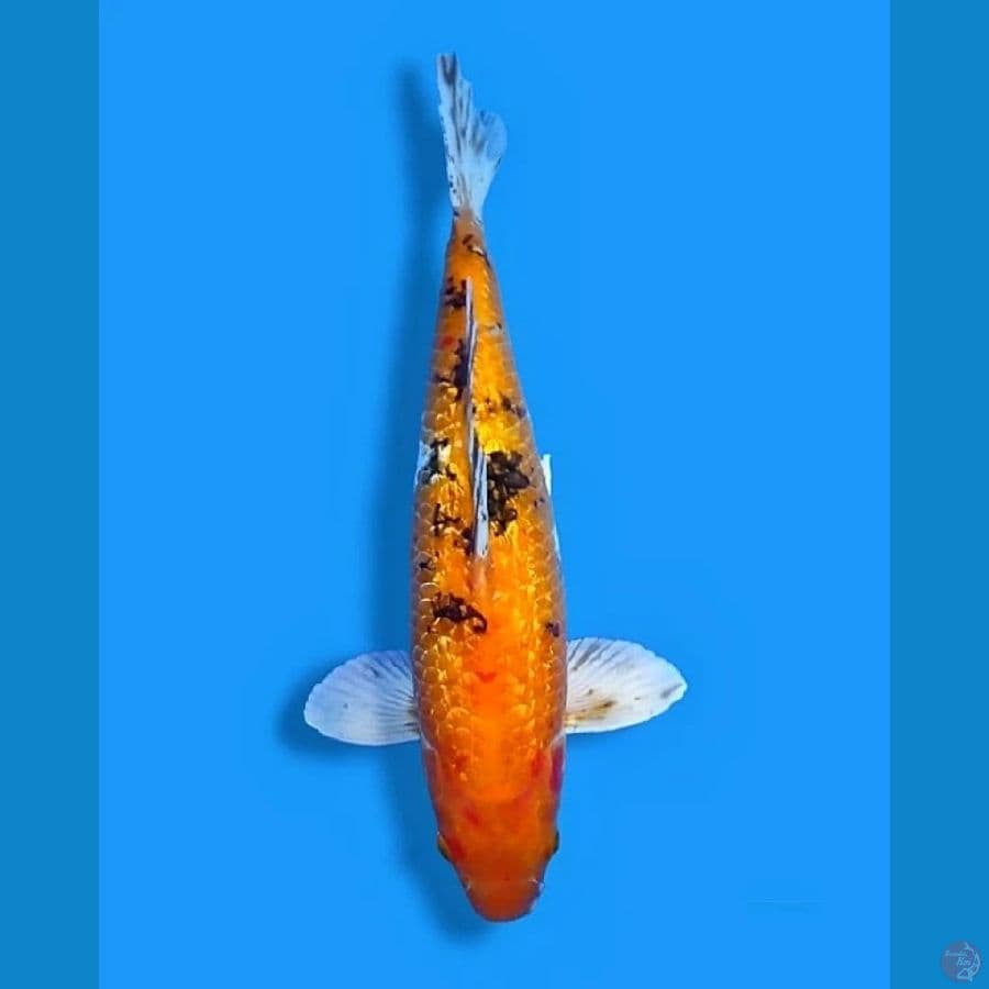 kin Bekko Gindrin 40 Male 