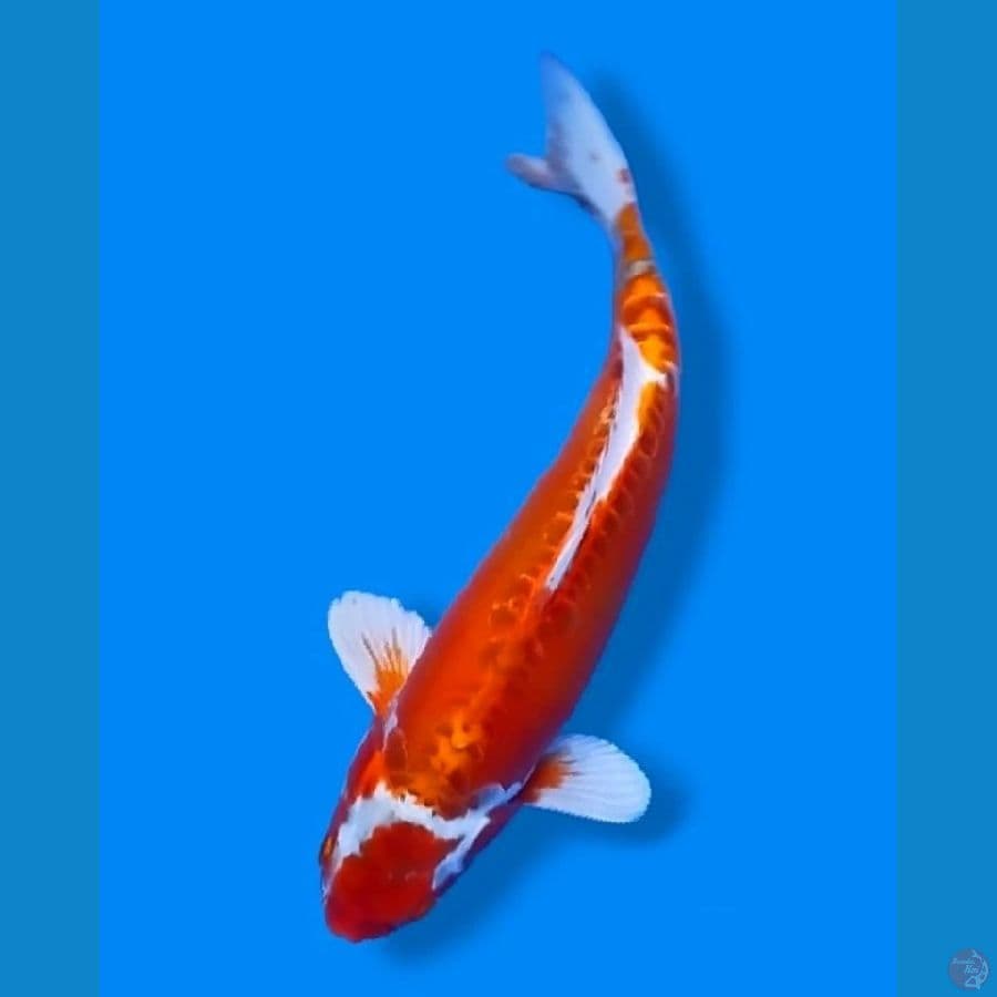 Orenji Doitsu 35BU Male