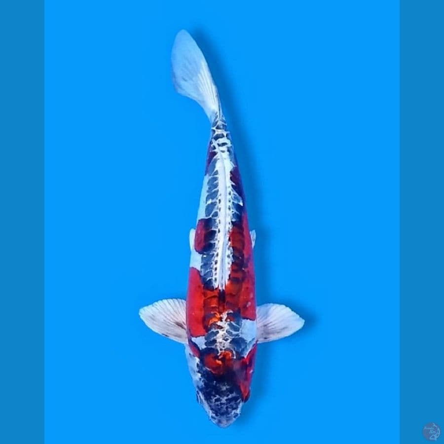 Kikokuryu 35CM Female