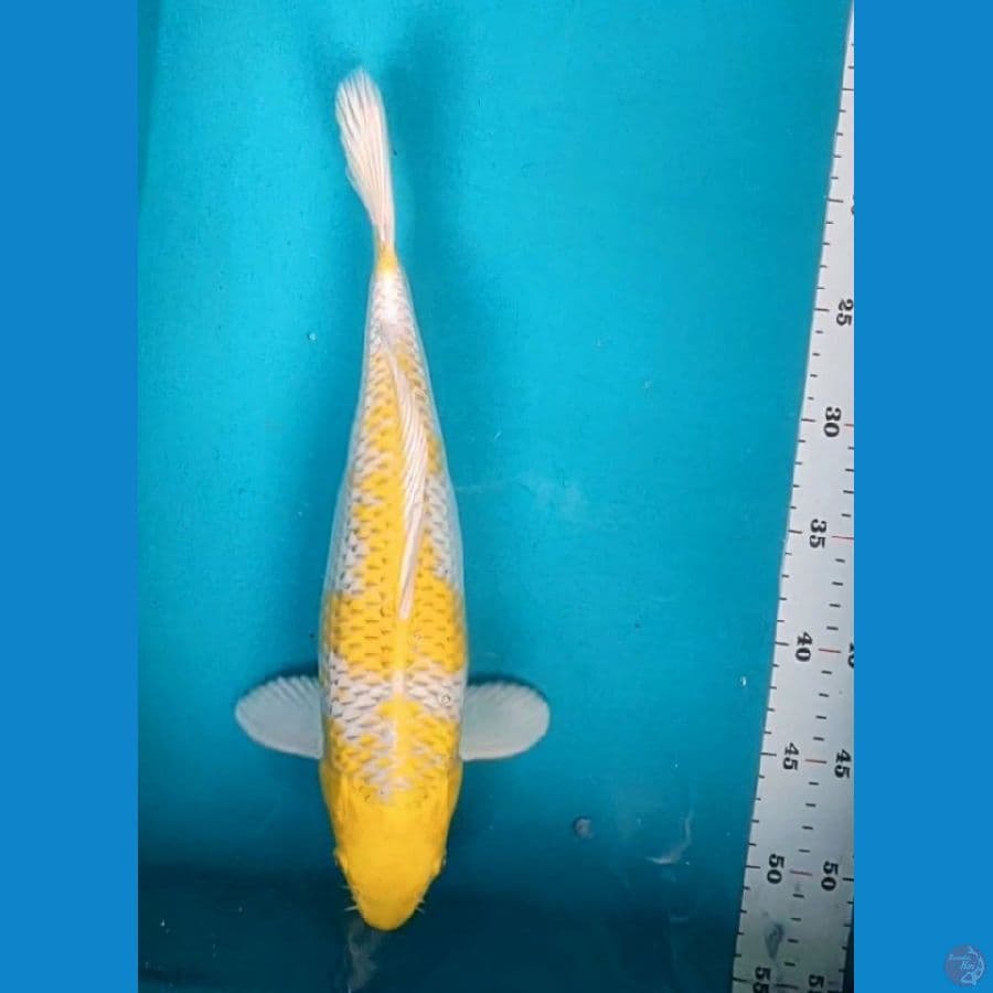 hariwake 35cm fm